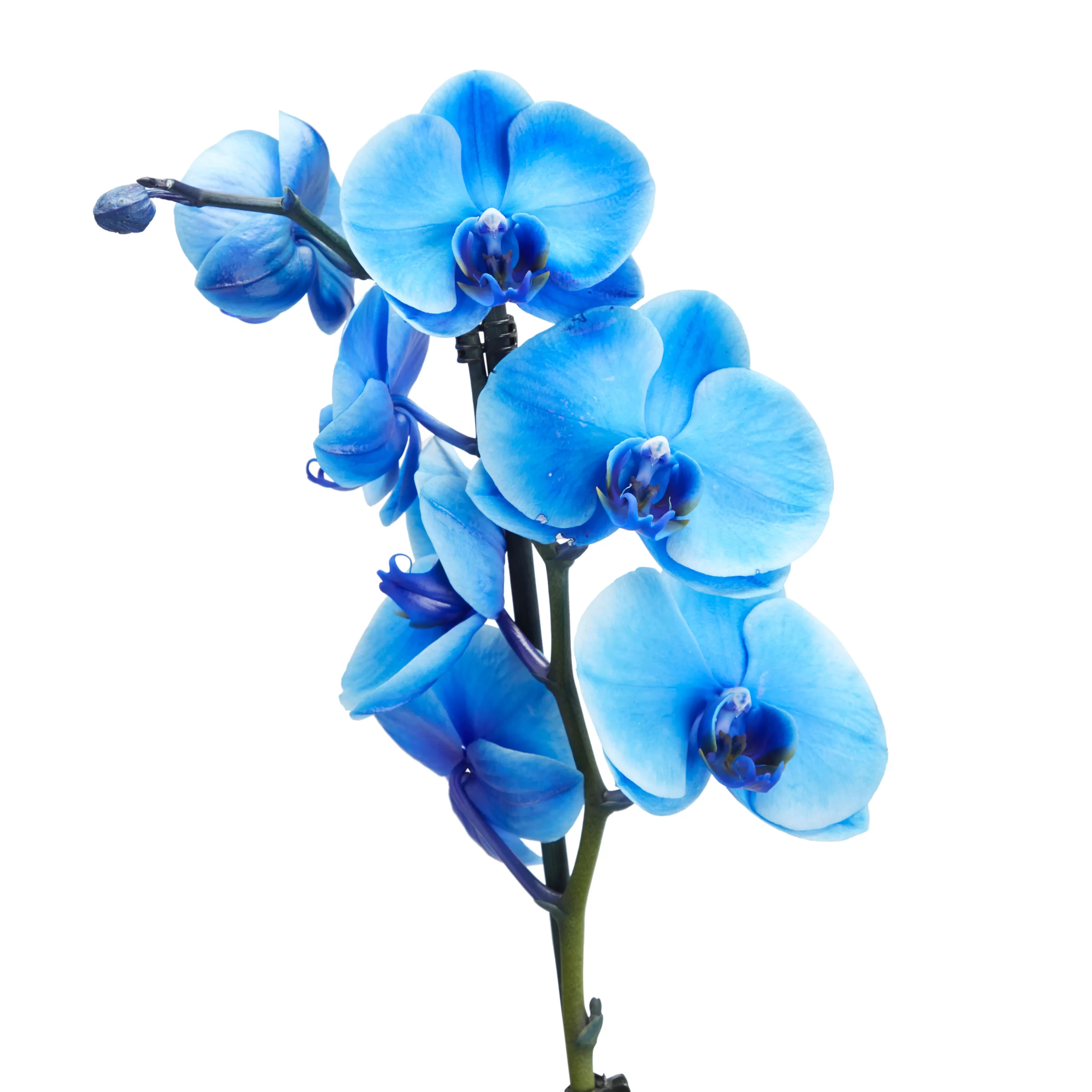 Single stem blue moth Orchid in 12cm Clear Plastic Grow pot Single Stem Blue Moth Orchid In 12cm Clear Plastic Grow Pot -Hozelock Shop single stem blue moth orchid in 12cm clear plastic grow pot3663602462927 36c bq scaled