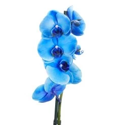 Single Stem Blue Moth Orchid In 12cm Clear Plastic Grow Pot 4 Single Stem Blue Moth Orchid In 12cm Clear Plastic Grow Pot -Hozelock Shop single stem blue moth orchid in 12cm clear plastic grow pot3663602462927 37c bq