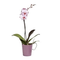 Single Stem Orchid In 12cm Assorted Ceramic Decorative Pot -Hozelock Shop single stem orchid in 12cm assorted ceramic decorative pot3663602462941 22c bq 1
