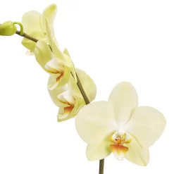 Single Stem Orchid In 12cm Assorted Ceramic Decorative Pot -Hozelock Shop single stem orchid in 12cm assorted ceramic decorative pot3663602462941 36c bq 1