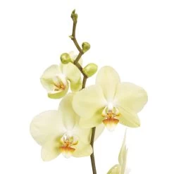Single Stem Orchid In 12cm Assorted Ceramic Decorative Pot -Hozelock Shop single stem orchid in 12cm assorted ceramic decorative pot3663602462941 37c bq 1