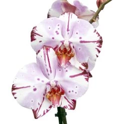 Single Stem Orchid In 12cm Assorted Ceramic Decorative Pot -Hozelock Shop single stem orchid in 12cm assorted ceramic decorative pot3663602462941 42c bq