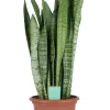 Snake Plant In 25cm Plastic Pot -Hozelock Shop snake plant in 25cm plastic pot5059340224657 02c