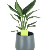 Strelitzia In 13cm Dark Grey Ceramic Decorative Pot -Hozelock Shop strelitzia in 13cm dark grey ceramic decorative pot5059340224343 02c
