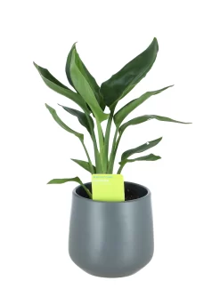 Strelitzia In 13cm Dark Grey Ceramic Decorative Pot