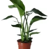 Strelitzia In 17cm Terracotta Plastic Grow Pot -Hozelock Shop strelitzia in 17cm terracotta plastic grow pot5059340224374 02c