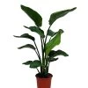 Strelitzia In 21cm Terracotta Plastic Grow Pot -Hozelock Shop strelitzia in 21cm terracotta plastic grow pot5059340224404 02c
