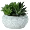 Succulent In 14cm Assorted Ceramic Decorative Pot -Hozelock Shop succulent in 14cm assorted ceramic decorative pot3663602463368 02c