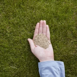 Verve Easy Start Coated Grass Seeds, 1.5kg -Hozelock Shop verve easy start coated grass seeds 1 5kg3663602947493 01i 1