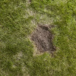 Verve Easy Start Coated Grass Seeds, 1.5kg -Hozelock Shop verve easy start coated grass seeds 1 5kg3663602947493 04i