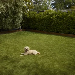 Verve Shady Grass Seeds, 1.25kg -Hozelock Shop verve shady grass seeds 1 25kg3663602947554 03i