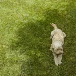 Gardens and Outdoor Stores 19 Gardens and Outdoor Stores -Hozelock Shop verve shady grass seeds 5kg3663602947554 01i