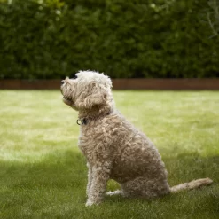 Verve Shady Grass Seeds, 5kg -Hozelock Shop verve shady grass seeds 5kg3663602947554 02i