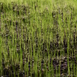 Verve Sunny Grass Seeds, 5kg -Hozelock Shop verve sunny grass seeds 5kg3663602947516 10i