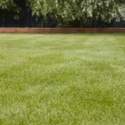 Verve Universal Grass Seeds, 1.5kg 5 Verve Universal Grass Seeds, 1.5kg -Hozelock Shop verve universal grass seeds 1 5kg3663602947455 01i