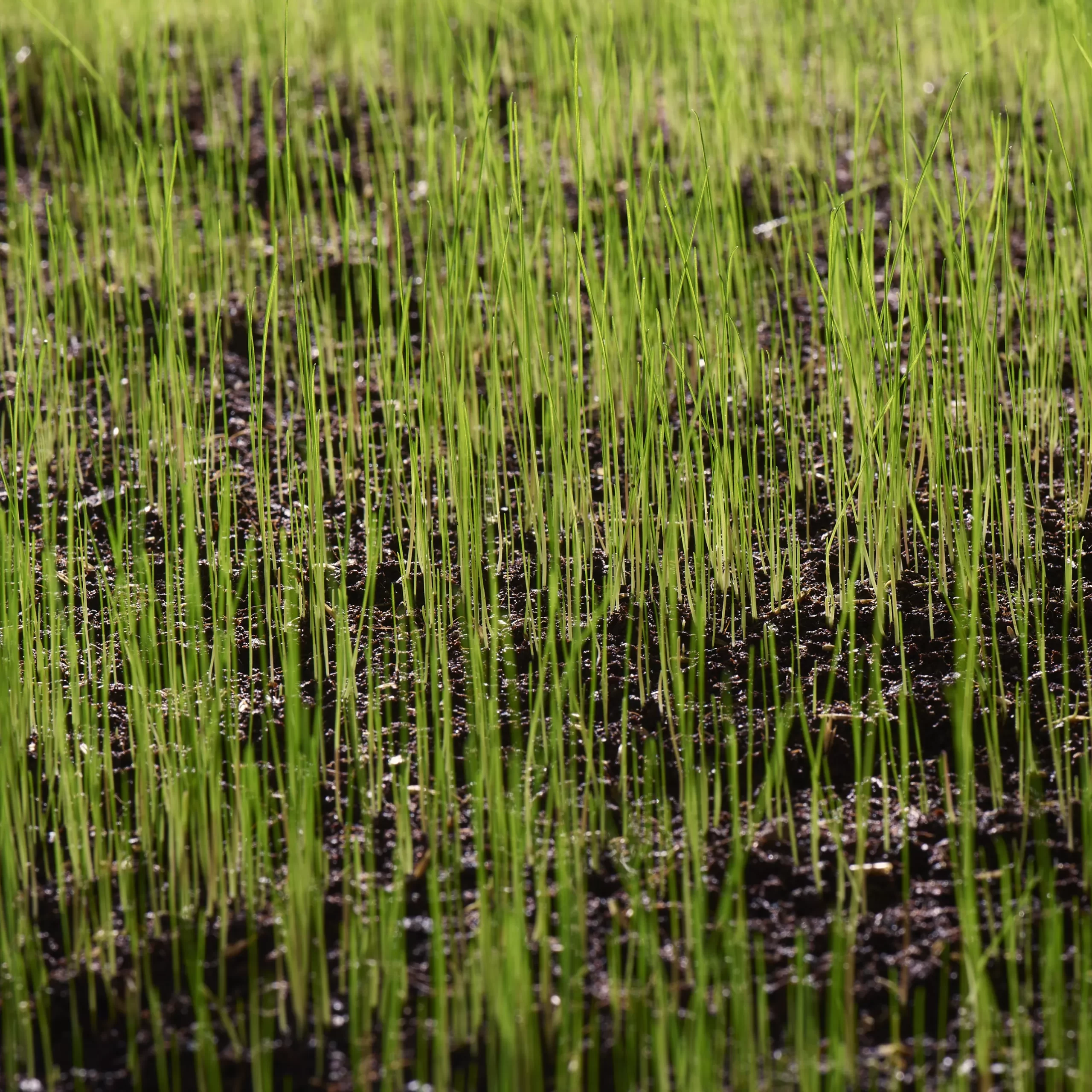 Verve Universal Grass seeds, 1.5kg Verve Universal Grass Seeds, 1.5kg -Hozelock Shop verve universal grass seeds 1 5kg3663602947516 10i scaled