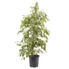 Weeping Fig In 21cm Black Plastic Grow Pot 2 Weeping Fig In 21cm Black Plastic Grow Pot -Hozelock Shop weeping fig in 21cm black plastic grow pot3663602462606 22c bq