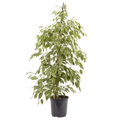 Weeping Fig In 21cm Black Plastic Grow Pot