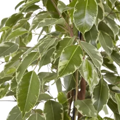 Weeping Fig In 21cm Black Plastic Grow Pot -Hozelock Shop weeping fig in 21cm black plastic grow pot3663602462606 37c bq