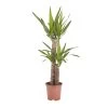 Yucca In 19cm Terracotta Plastic Grow Pot -Hozelock Shop yucca in 19cm terracotta plastic grow pot3663602463719 02c bq