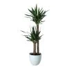 Yucca In 24cm Assorted Ceramic Decorative Pot 2 Yucca In 24cm Assorted Ceramic Decorative Pot -Hozelock Shop yucca in 24cm assorted ceramic decorative pot5059340832647 02c