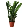 Zamiolculcas In 21cm Terracotta Plastic Grow Pot